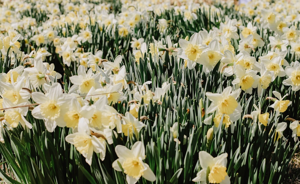 white and yellow daffodils field
