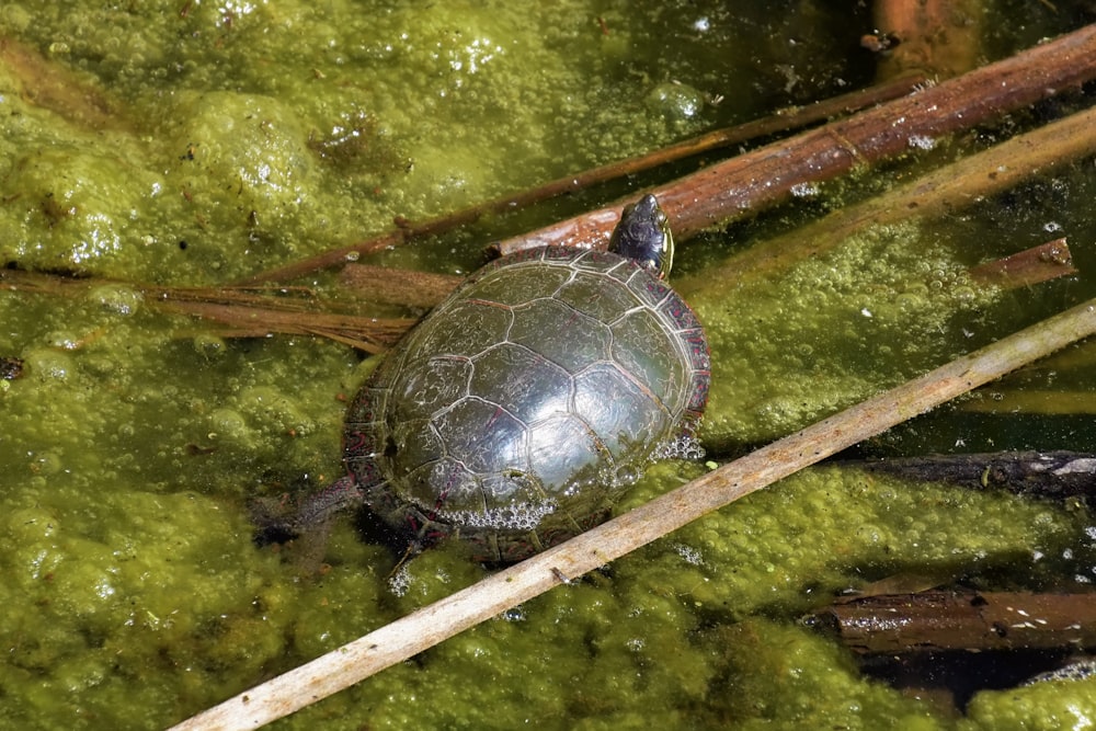black turtle on body of water