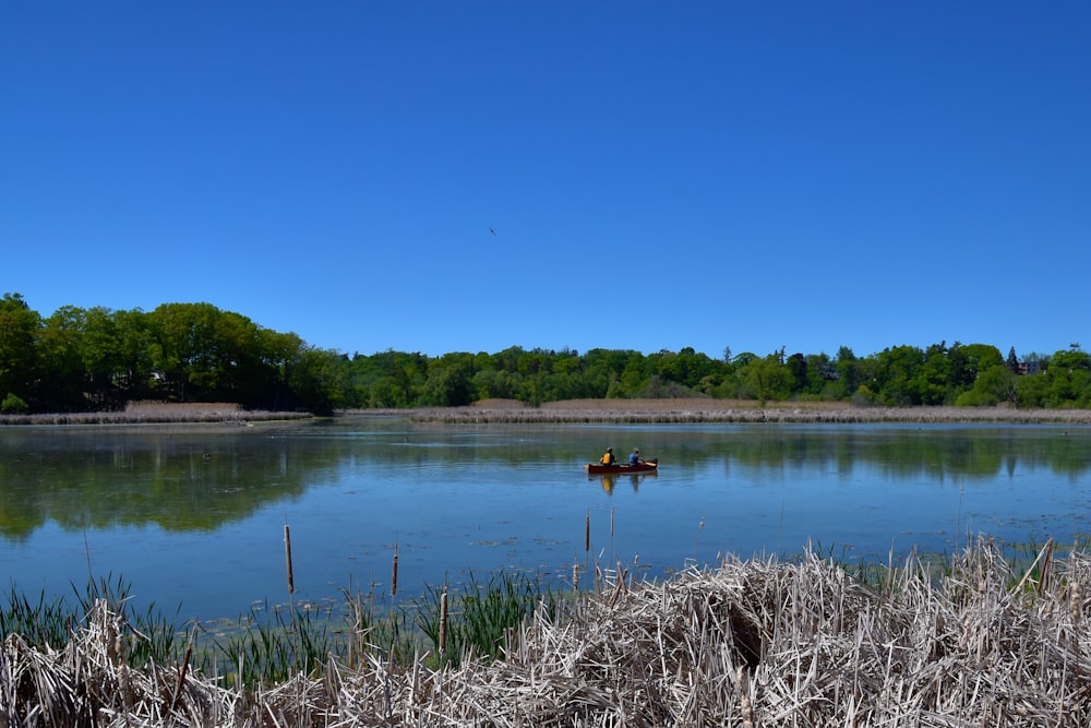 green grass near lake during daytime