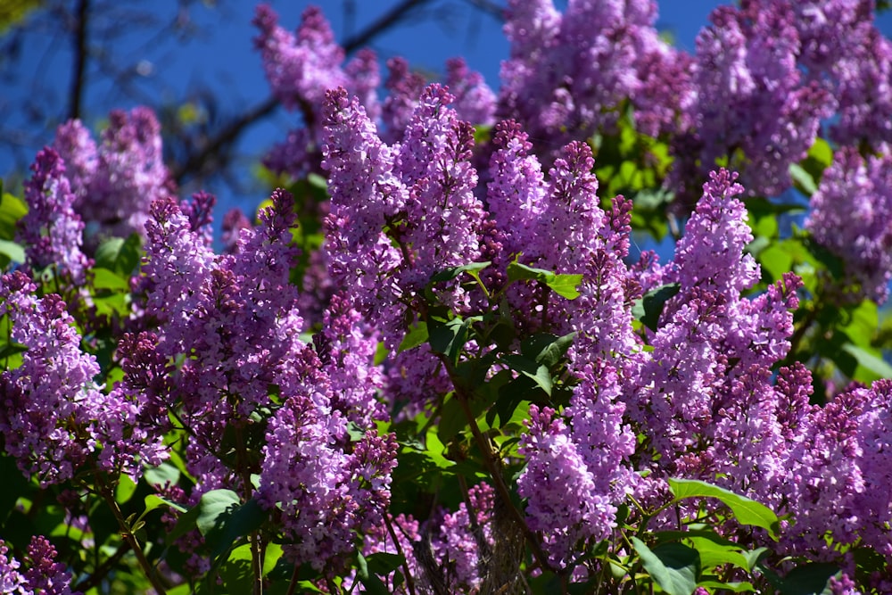 purple flowers with green leaves