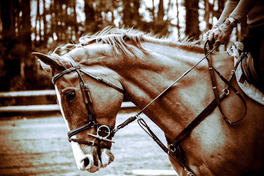 brown horse in close up photography