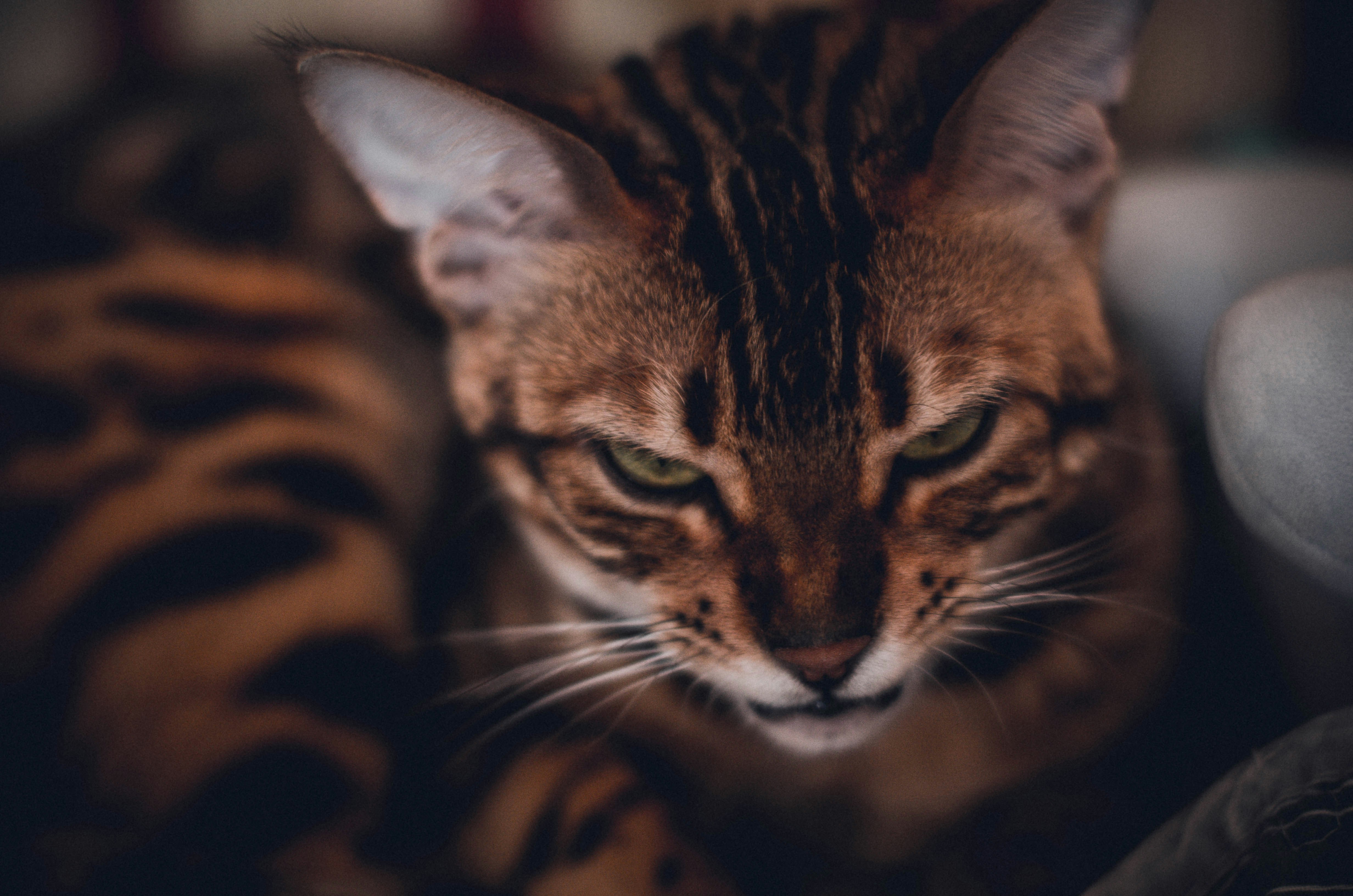 brown and black tabby cat, 