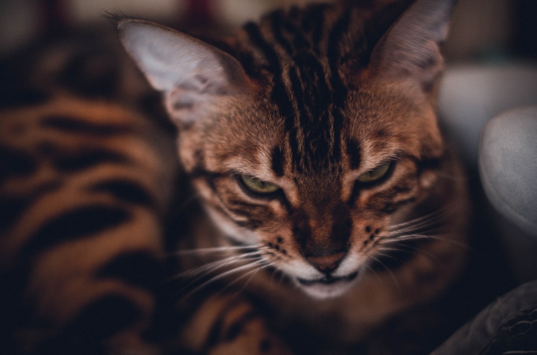 brown and black tabby cat,
