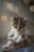 A small kitten with striking blue eyes and a soft, fluffy coat sits curled up. The kitten's fur has a mix of white, grey, and light brown colors. The background has a blurred effect with soft, circular light patterns, giving a dreamy atmosphere.