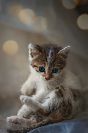 A playful Russian Blue kitten with sparkling green eyes resting on a soft blue blanket.
