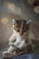 A small kitten with striking blue eyes and a soft, fluffy coat sits curled up. The kitten's fur has a mix of white, grey, and light brown colors. The background has a blurred effect with soft, circular light patterns, giving a dreamy atmosphere.