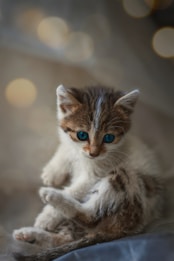 A small kitten with striking blue eyes and a soft, fluffy coat sits curled up. The kitten's fur has a mix of white, grey, and light brown colors. The background has a blurred effect with soft, circular light patterns, giving a dreamy atmosphere.