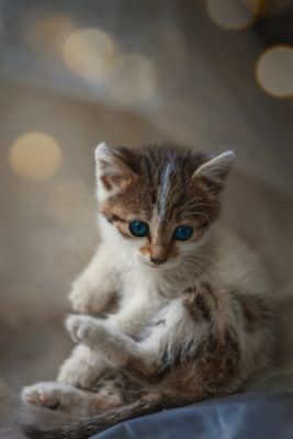 A small kitten with striking blue eyes and a soft, fluffy coat sits curled up. The kitten's fur has a mix of white, grey, and light brown colors. The background has a blurred effect with soft, circular light patterns, giving a dreamy atmosphere.