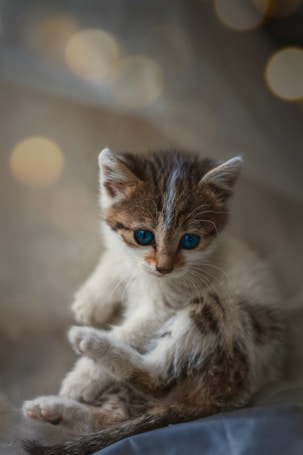 A small kitten with striking blue eyes and a soft, fluffy coat sits curled up. The kitten's fur has a mix of white, grey, and light brown colors. The background has a blurred effect with soft, circular light patterns, giving a dreamy atmosphere.