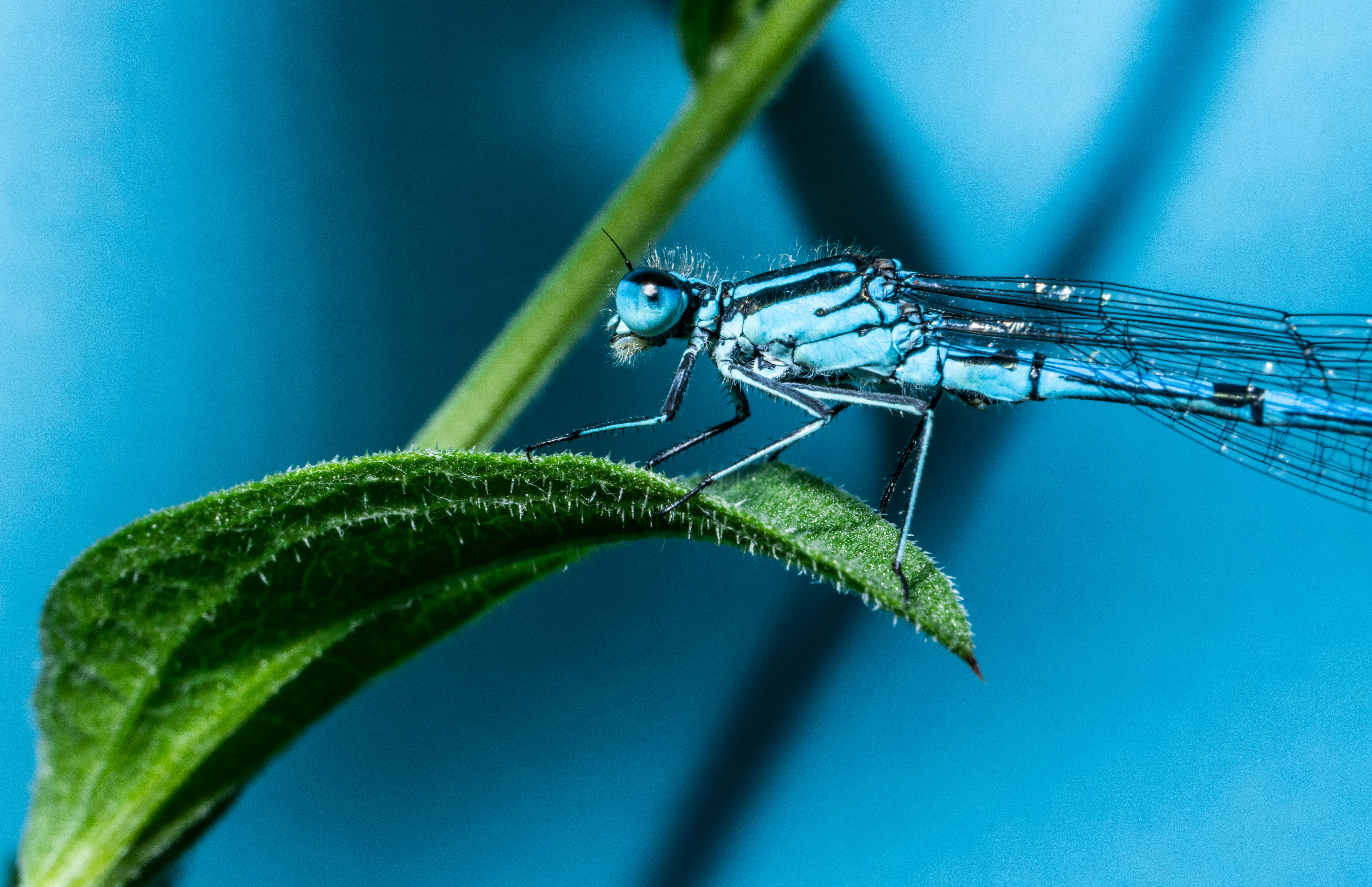 昼間の接写で緑の葉にとまる青いイトトンボの写真 Unsplashで見つける虫の無料写真