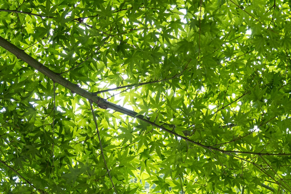 green leaves on tree branch