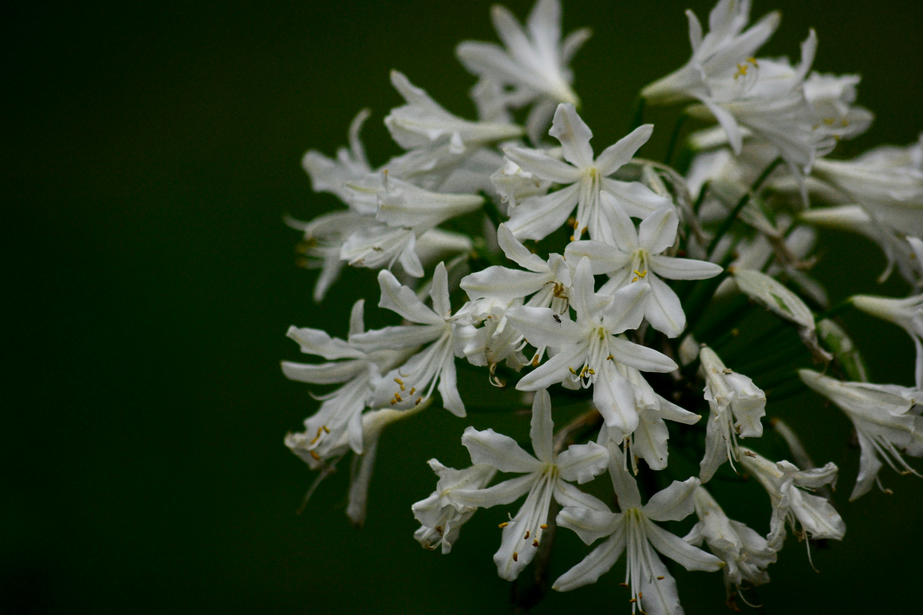 white flowers in black background