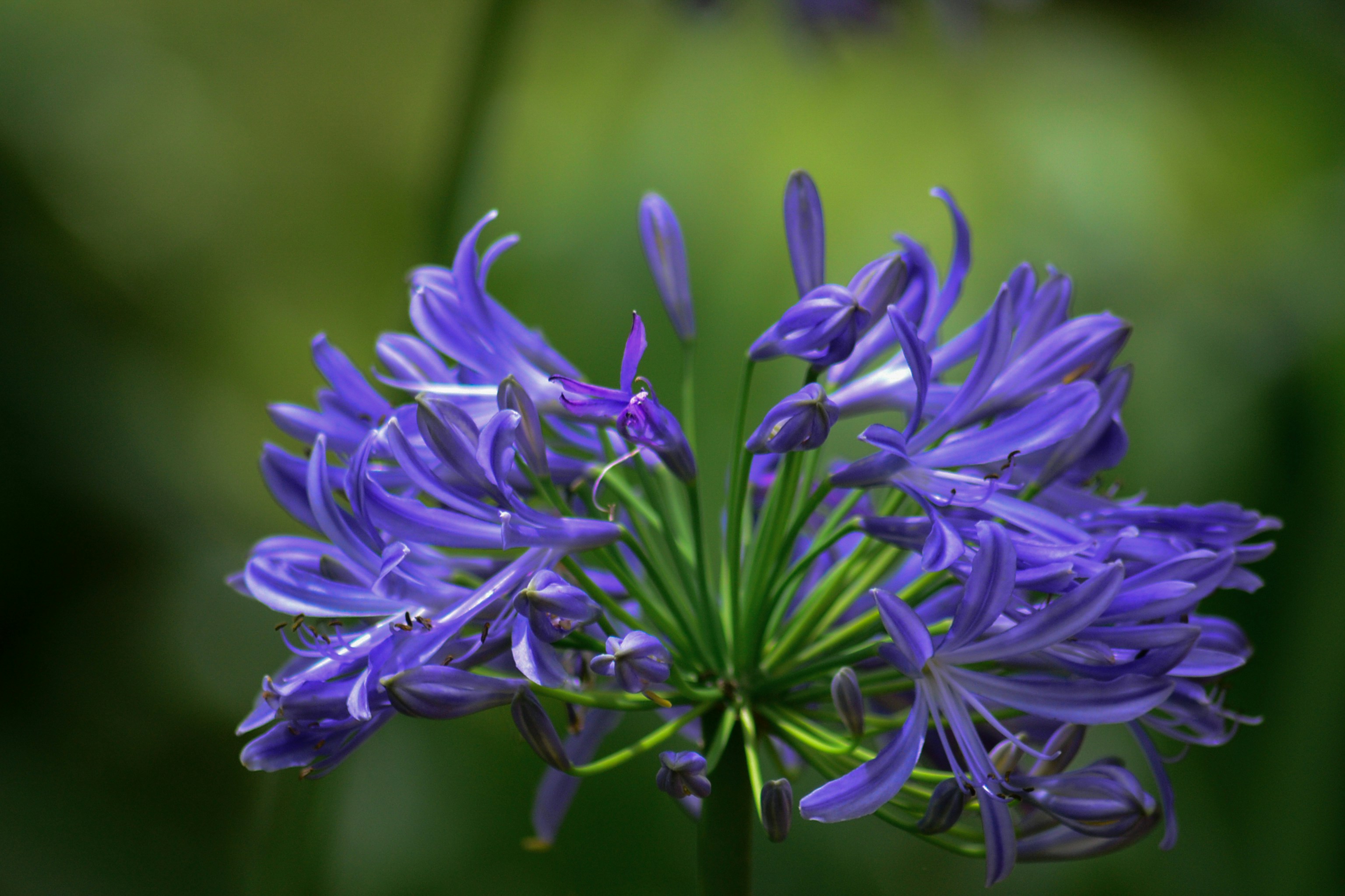 purple flower in macro shot