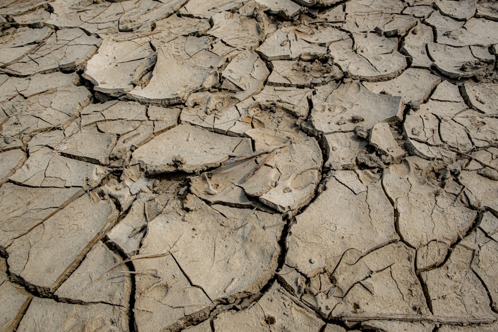 brown dried leaves on brown soil