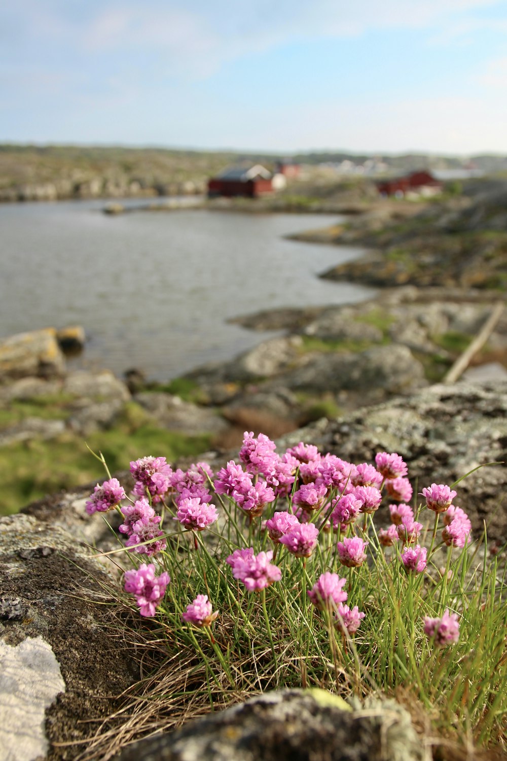 pink flowers on brown rock near body of water during daytime