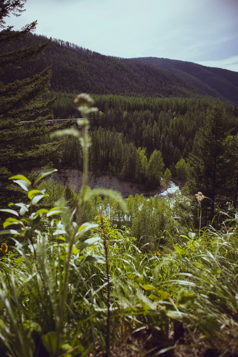 green grass field near river during daytime