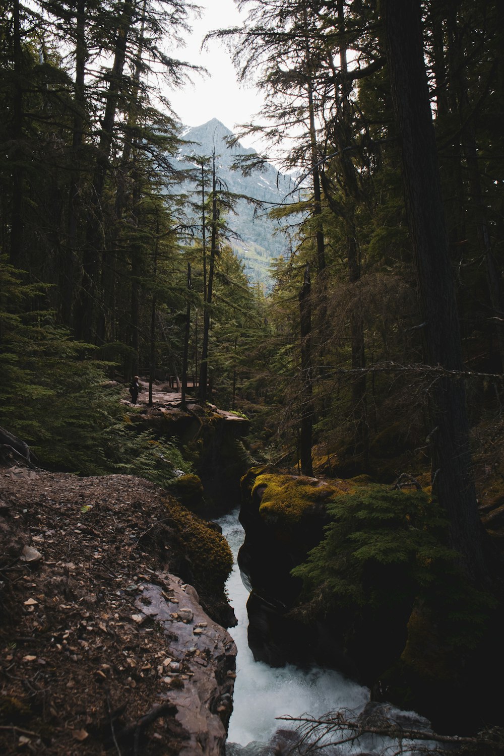 river in the middle of forest during daytime