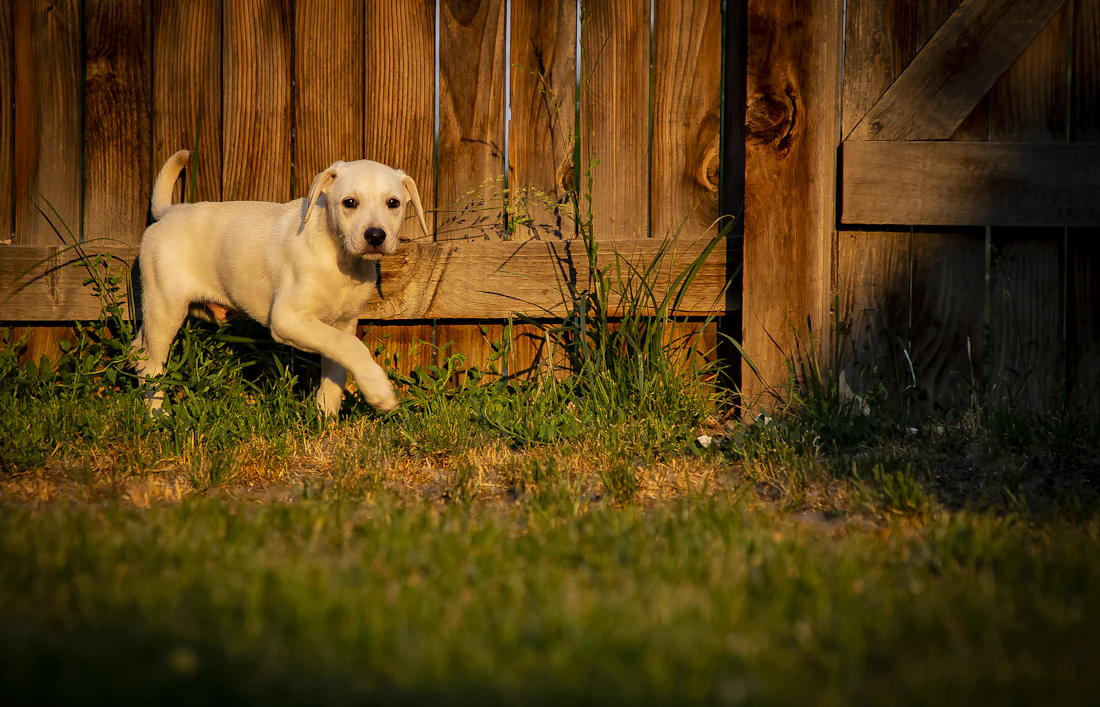 Golden puppy running beside a wood privacy fence