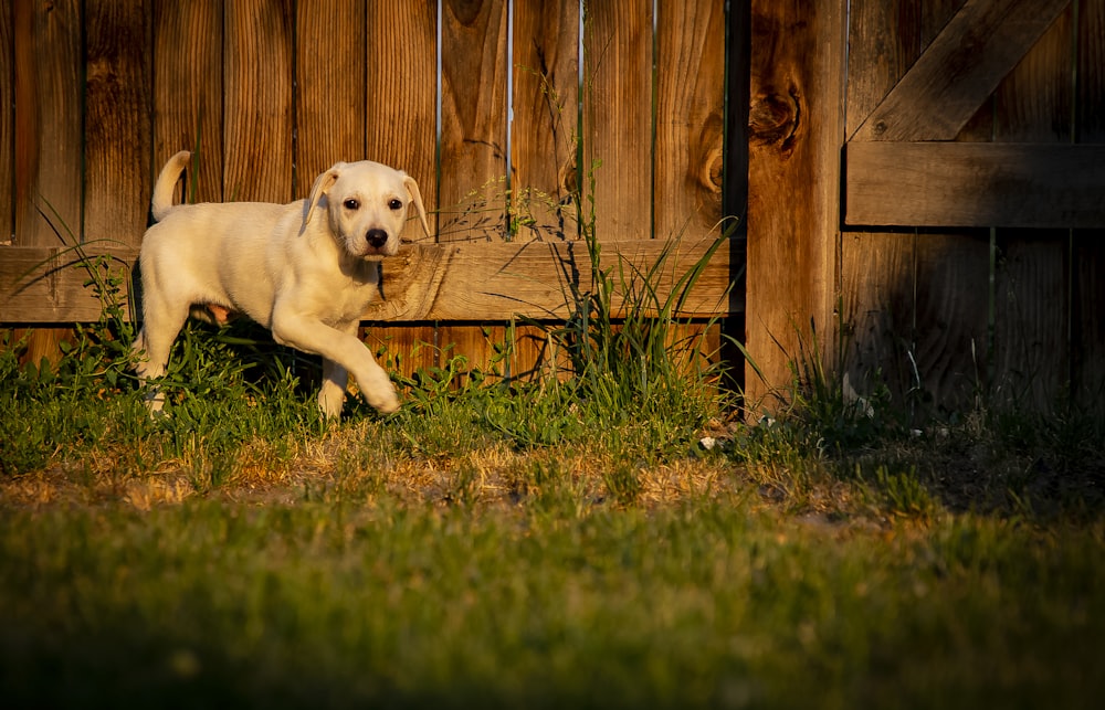 yellow labrador retriever puppy on green grass field