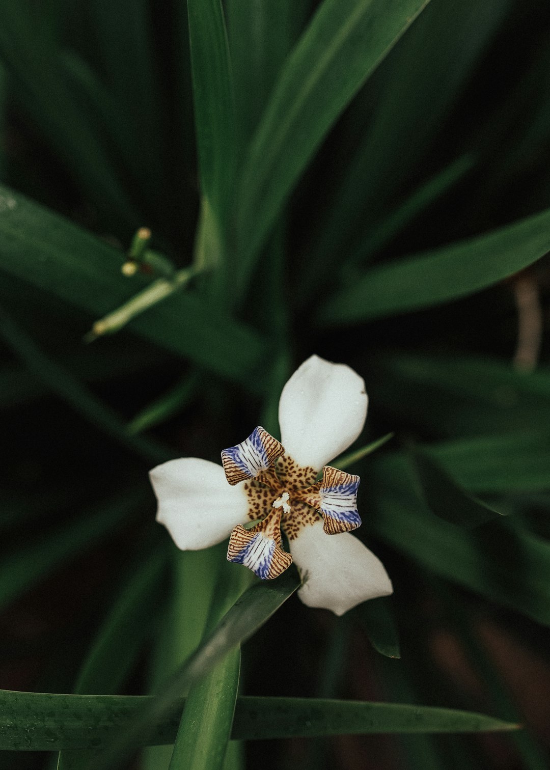 white flower with green leaves