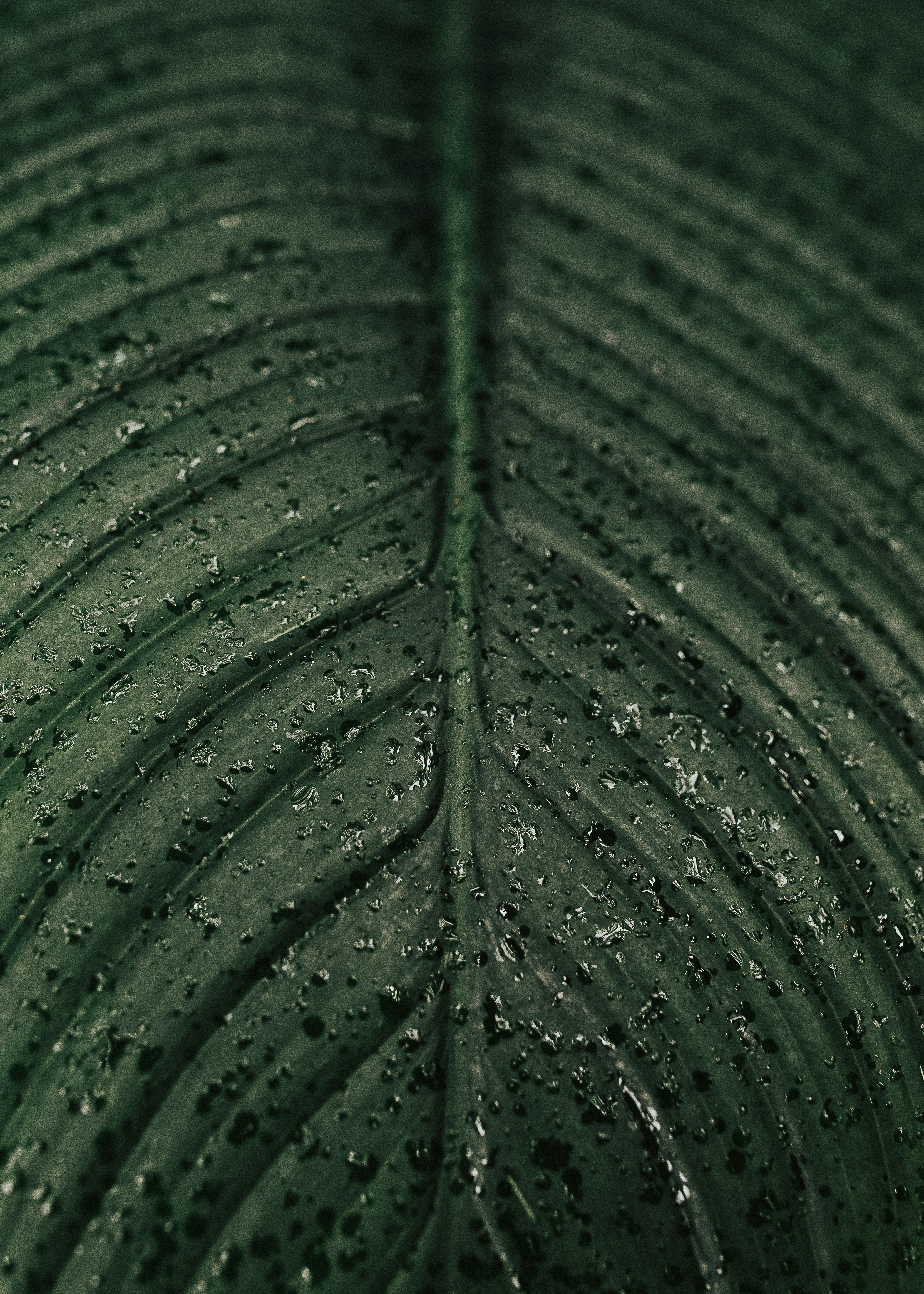 Photo by vitormonthay