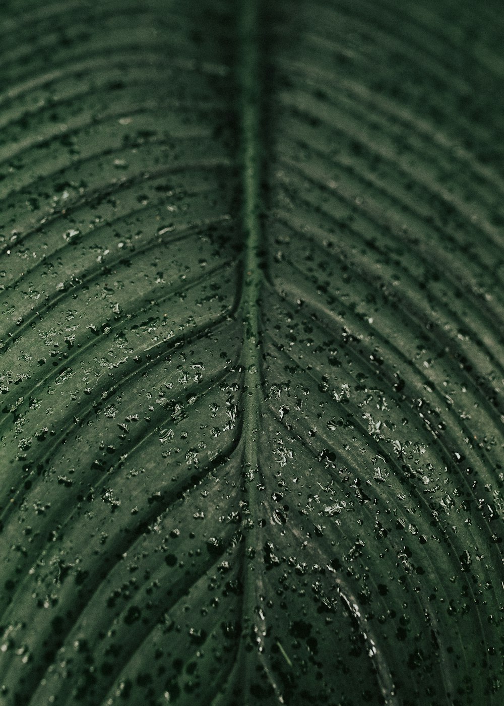 water droplets on green leaf