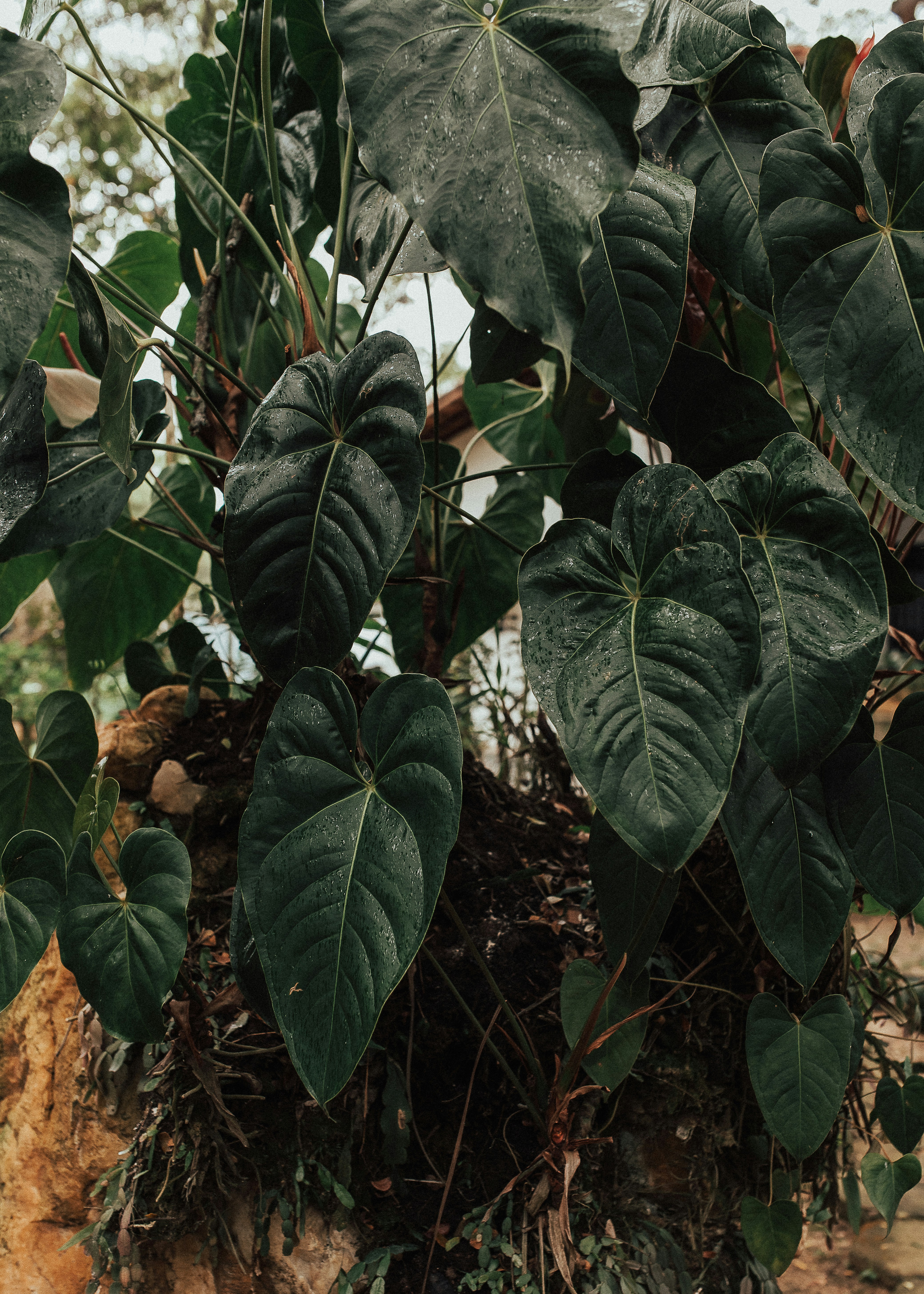 Photo by vitormonthay