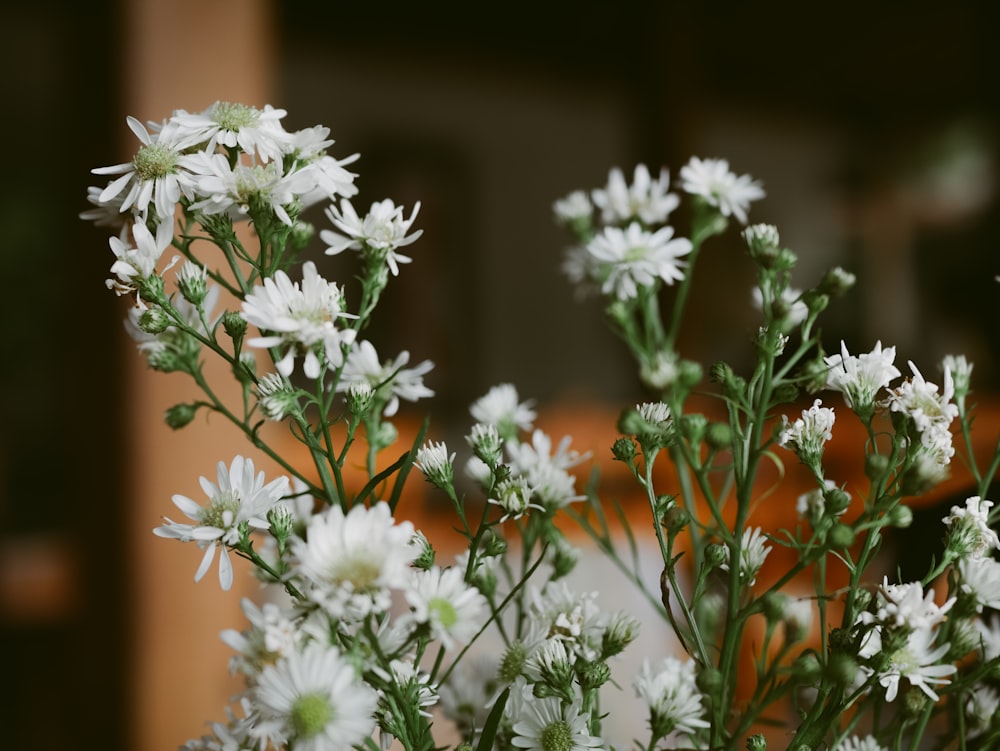 white flowers in tilt shift lens