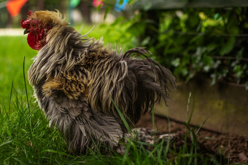 brown and black rooster on green grass during daytime