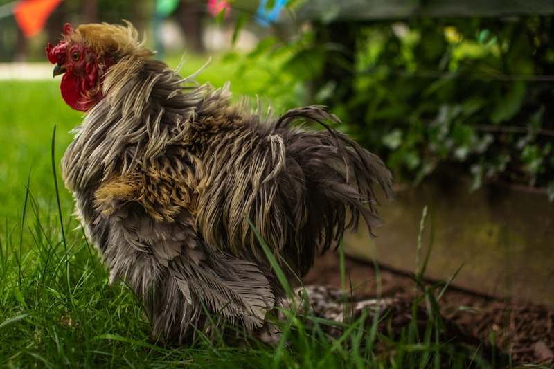 Rooster