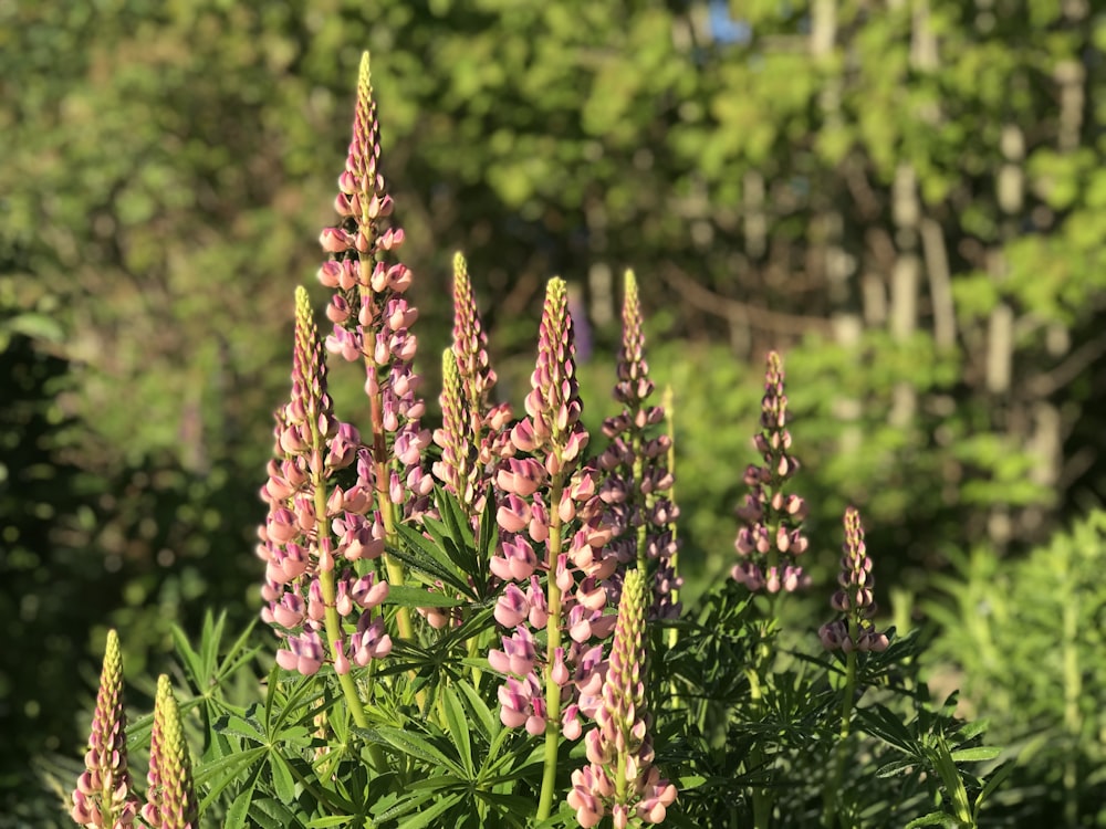 yellow and pink flowers in tilt shift lens