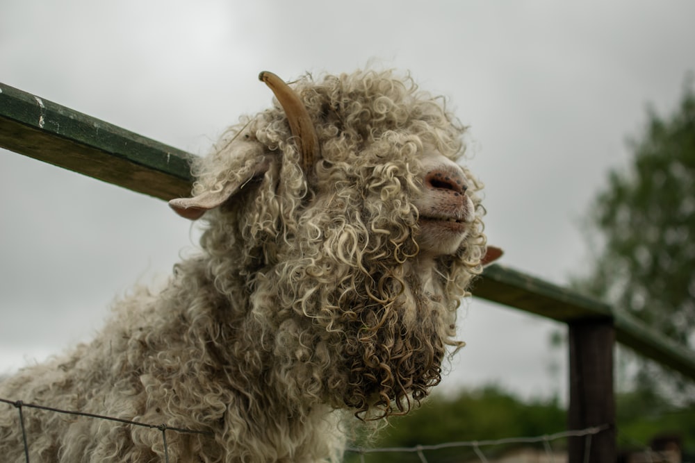 white sheep on green metal fence during daytime