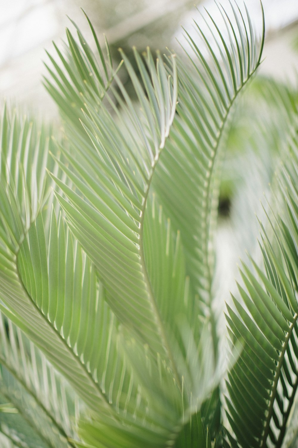 green leaf plant in close up photography