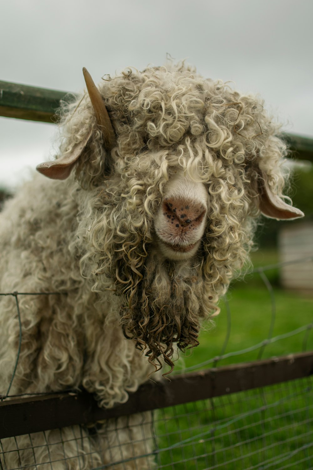 white sheep on green grass field during daytime