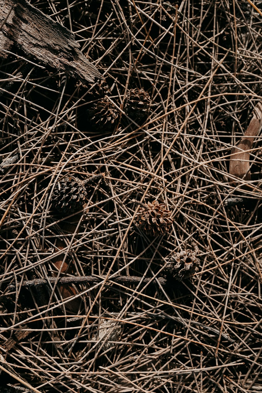 Hierba seca marrón sobre suelo marrón