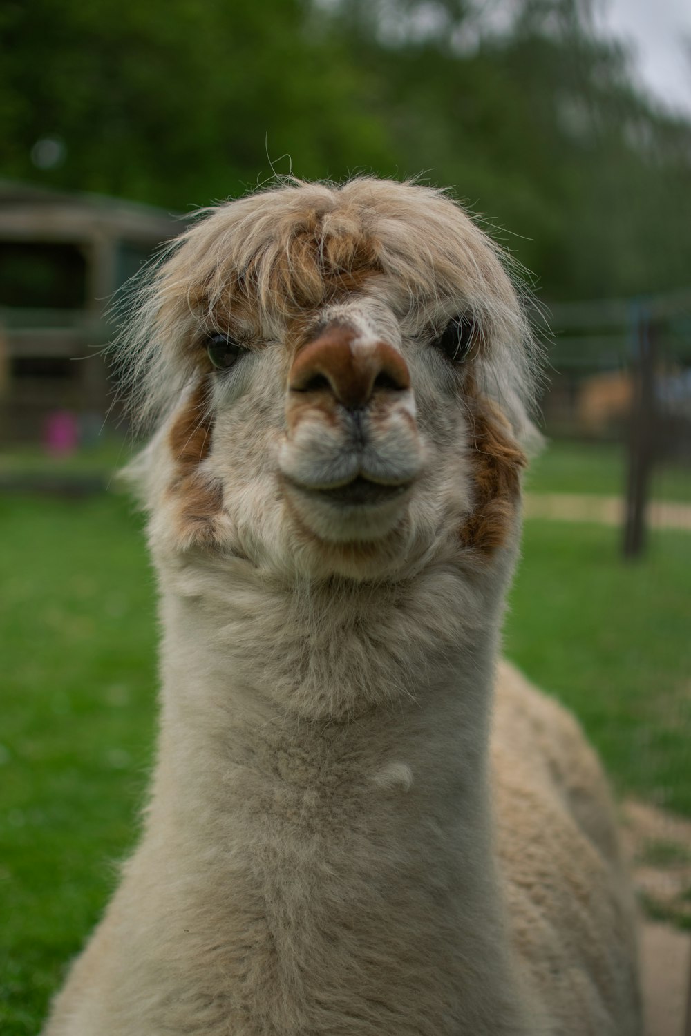 Llama blanca y marrón en un campo de hierba verde durante el día