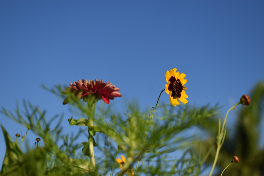 yellow flower in shallow focus lens