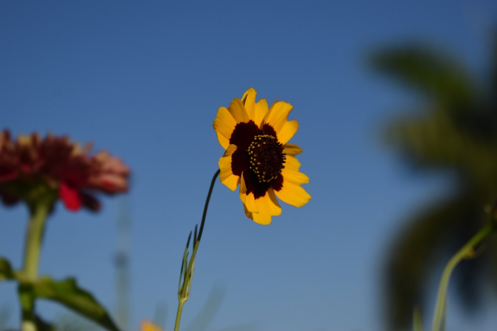 yellow flower in tilt shift lens