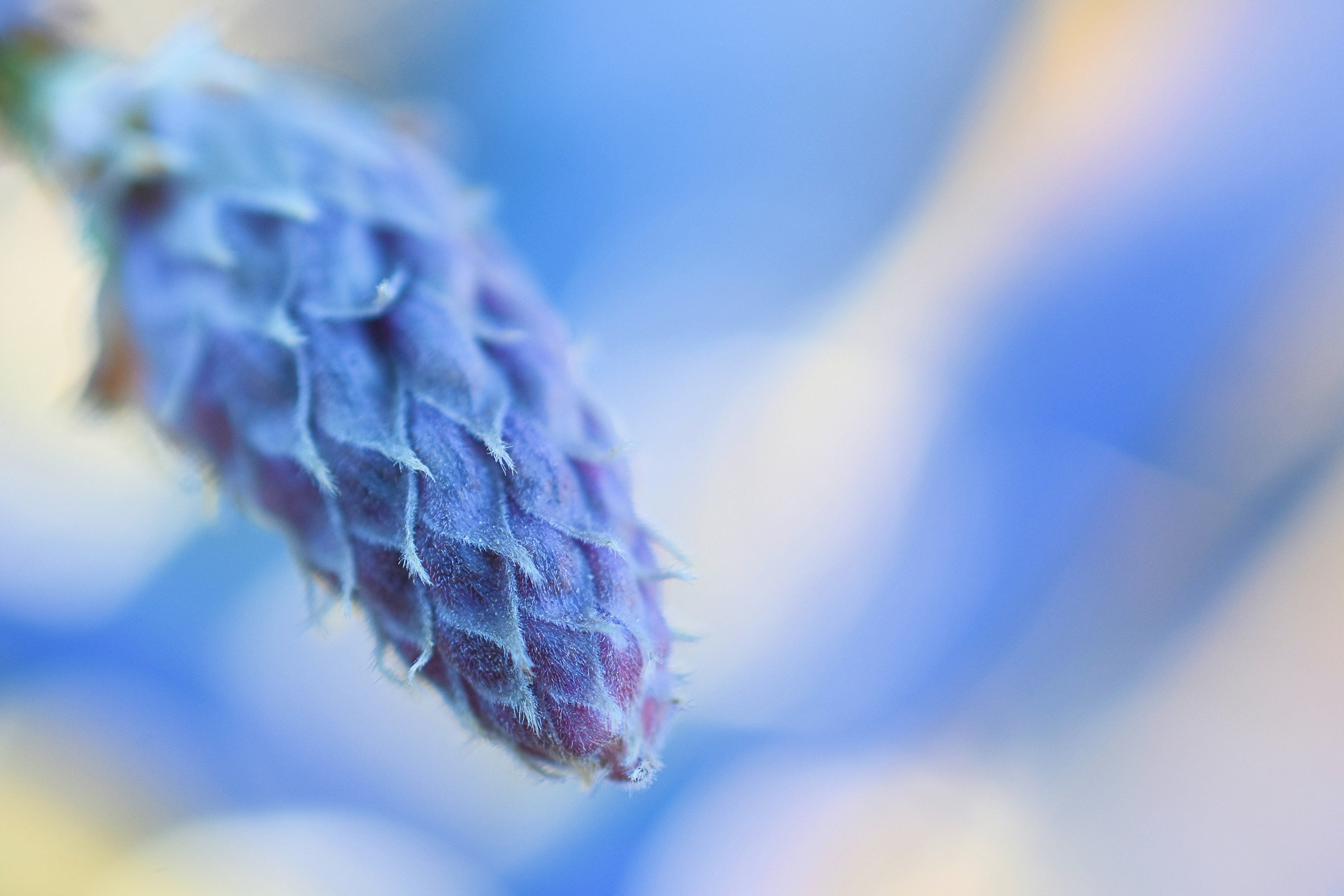 brown and white plant in close up photography