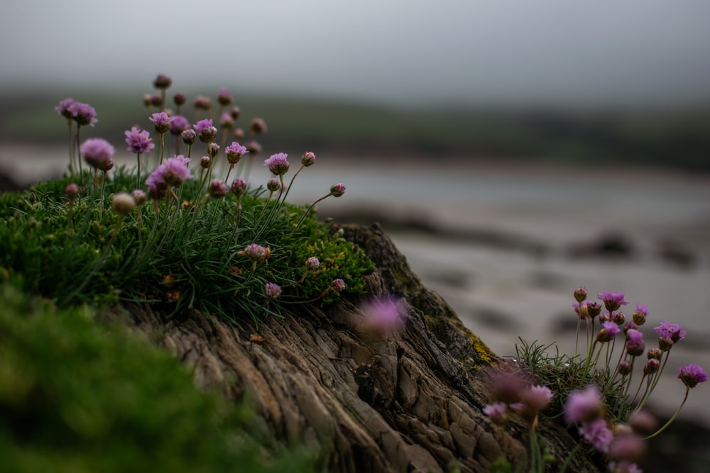 purple flowers on brown tree trunk