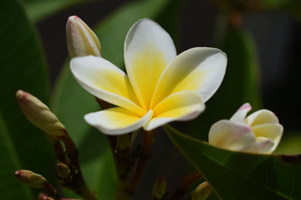 White and yellow plumeria macro shot