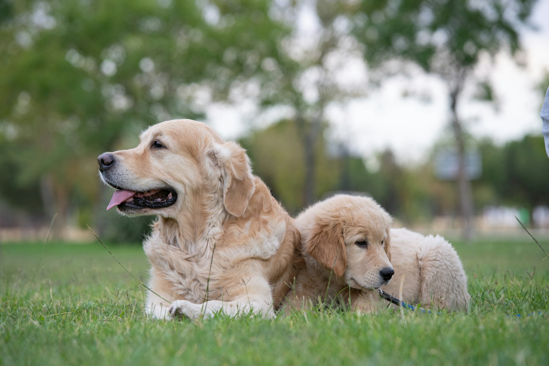 golden retriever puppy lying on green grass during daytime