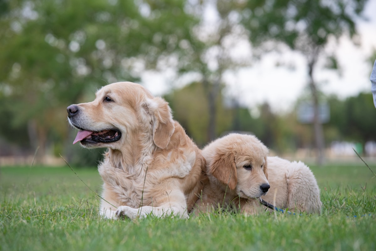 Golden retriever puppy lying in grass