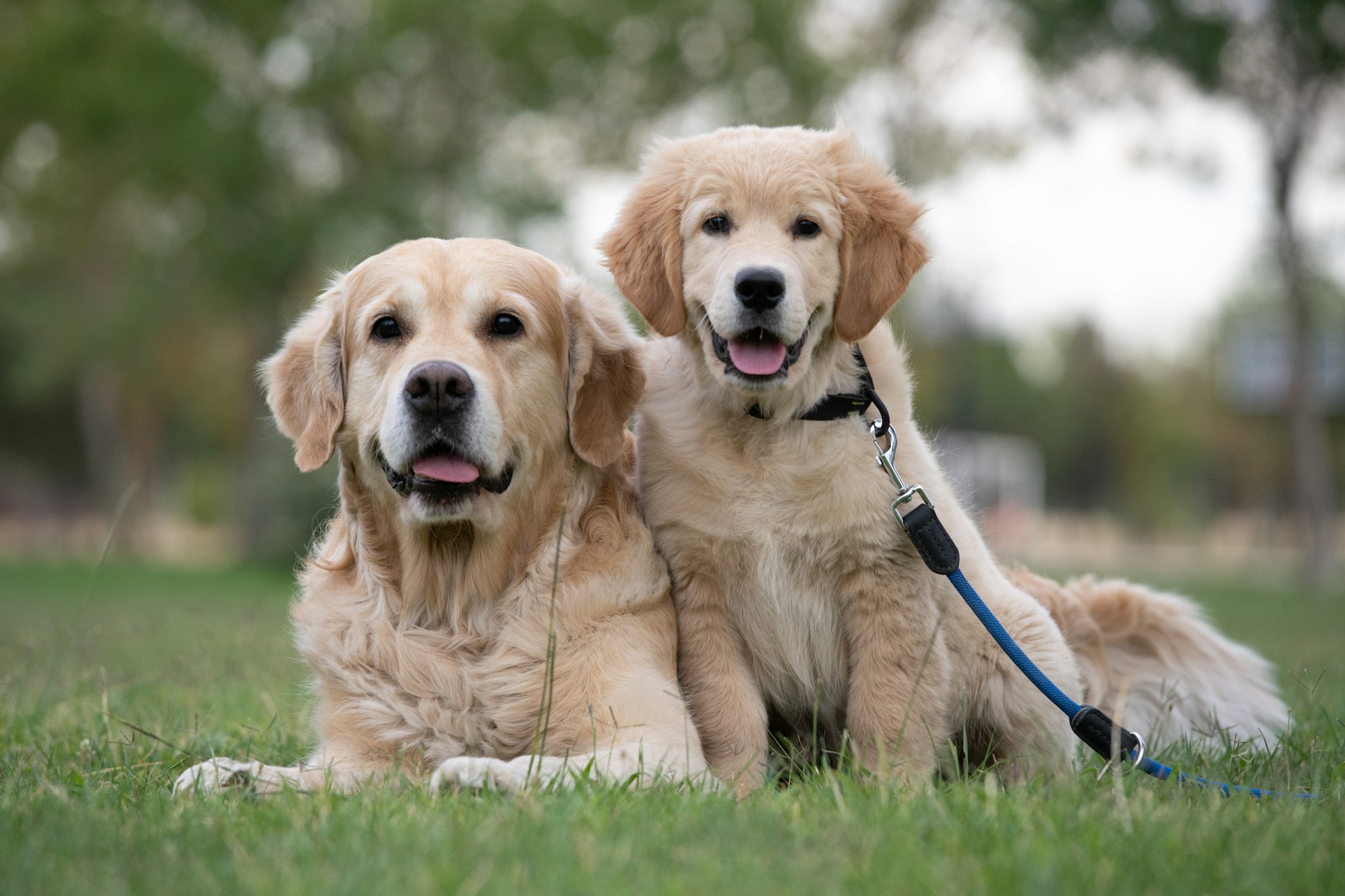 best shampoo for golden retrievers