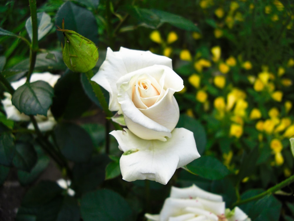 white rose in bloom during daytime