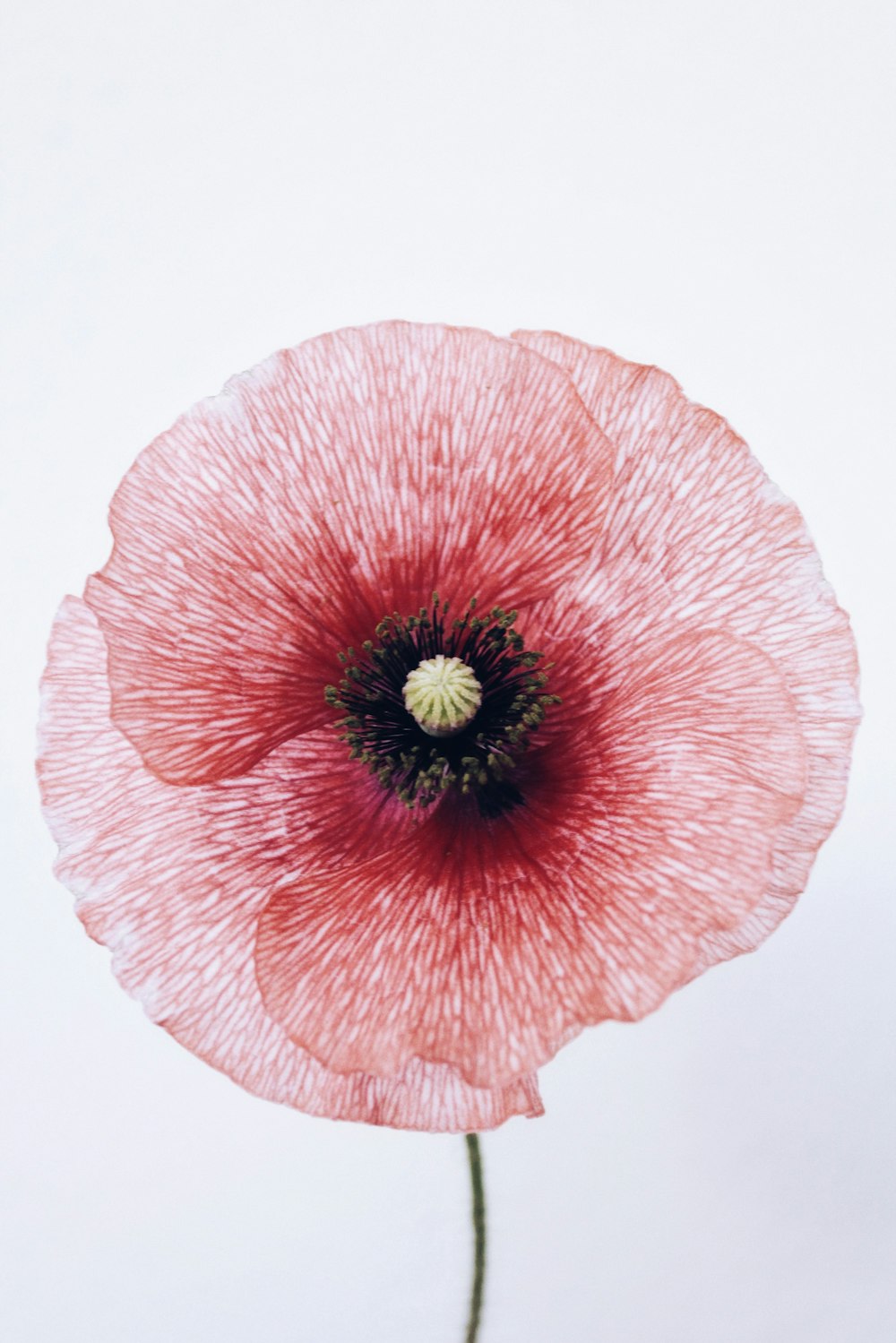 pink flower in white background