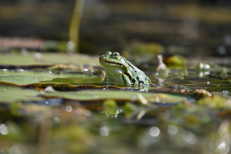 A frog sitting on a lily pad