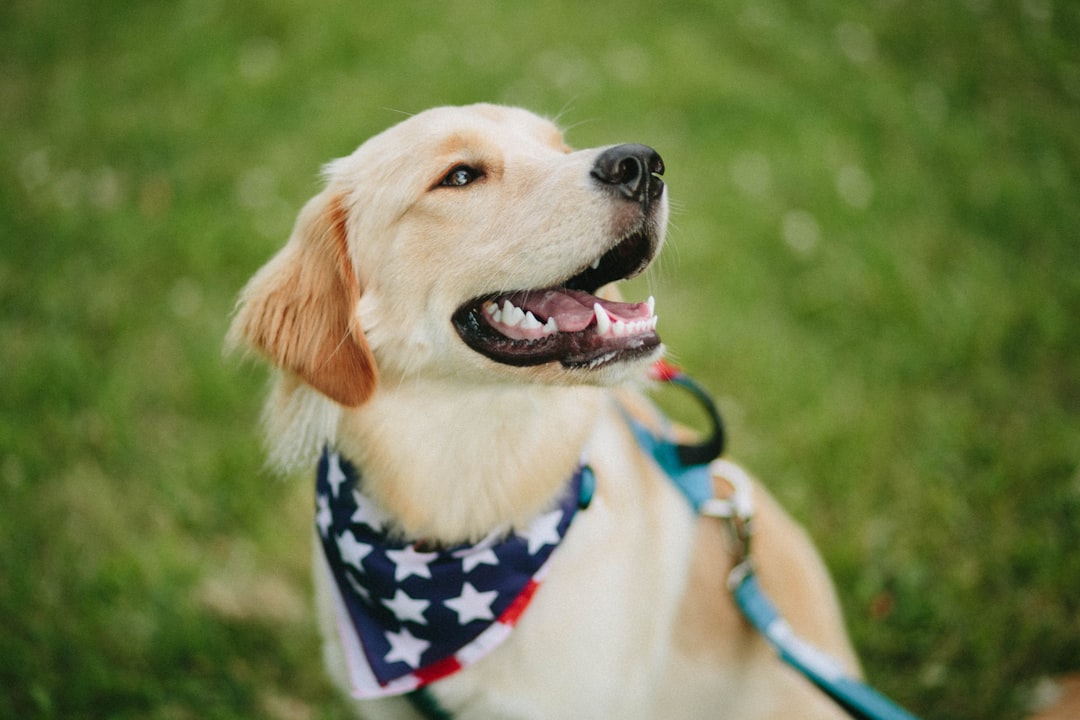 golden retriever with blue and white scarf