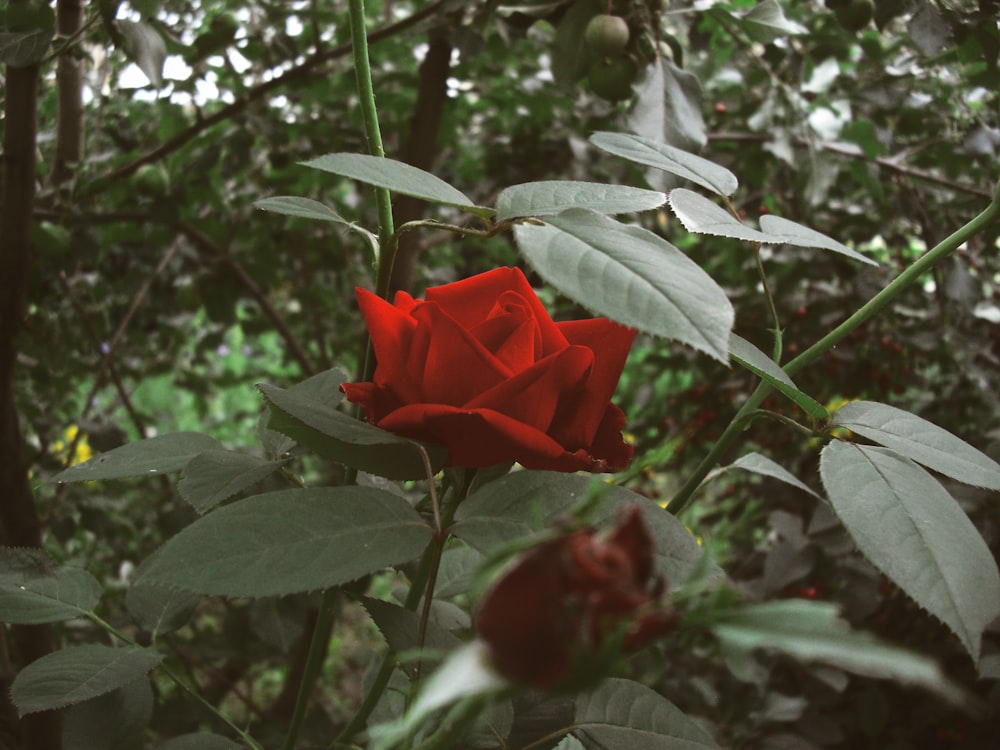 red rose in bloom during daytime