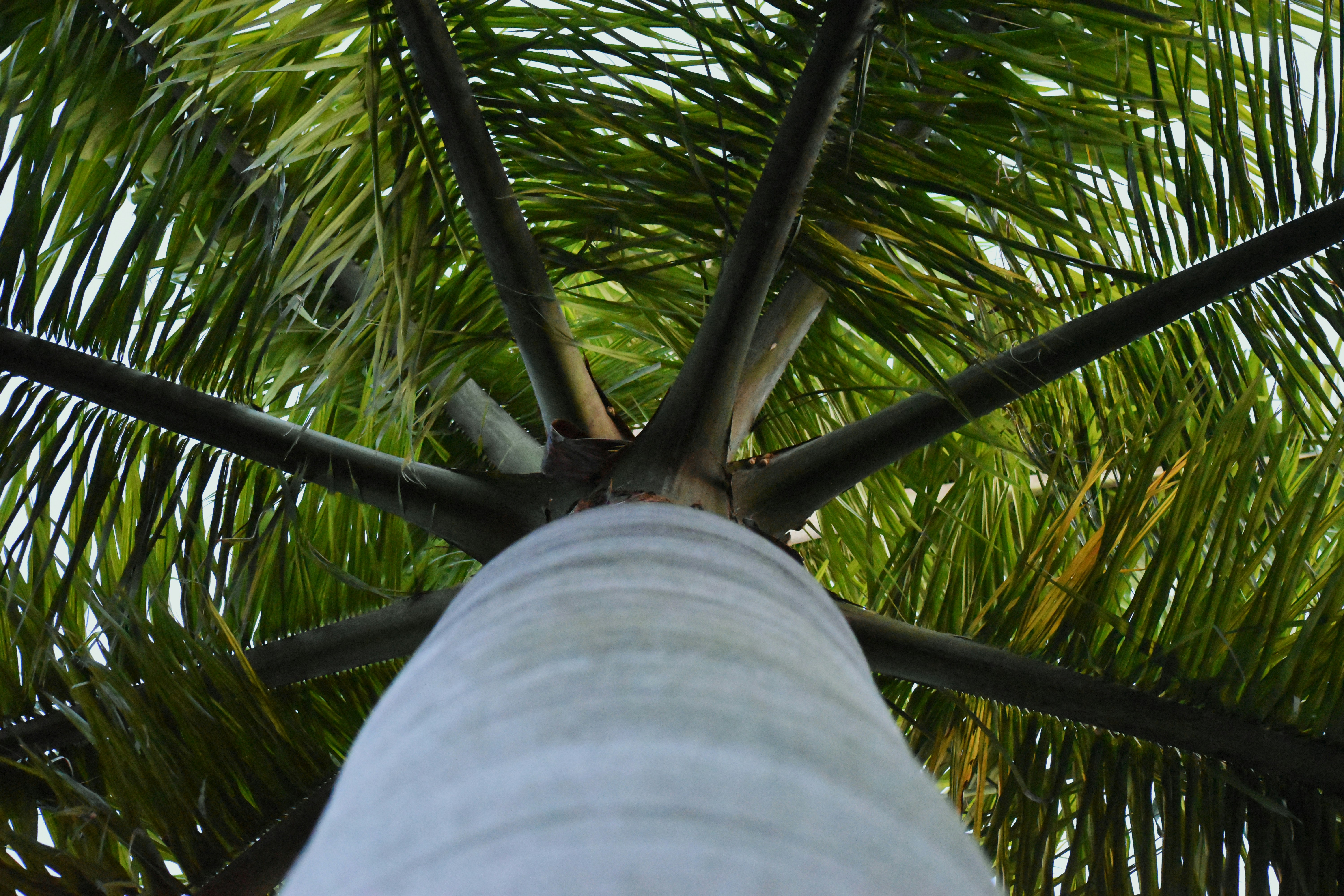 person in blue denim jeans near green palm tree during daytime, 